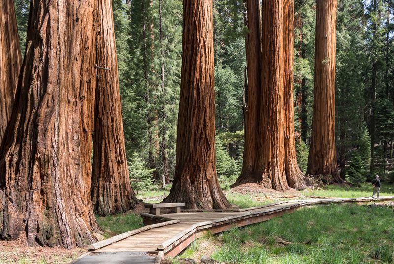 Sierra National Forest