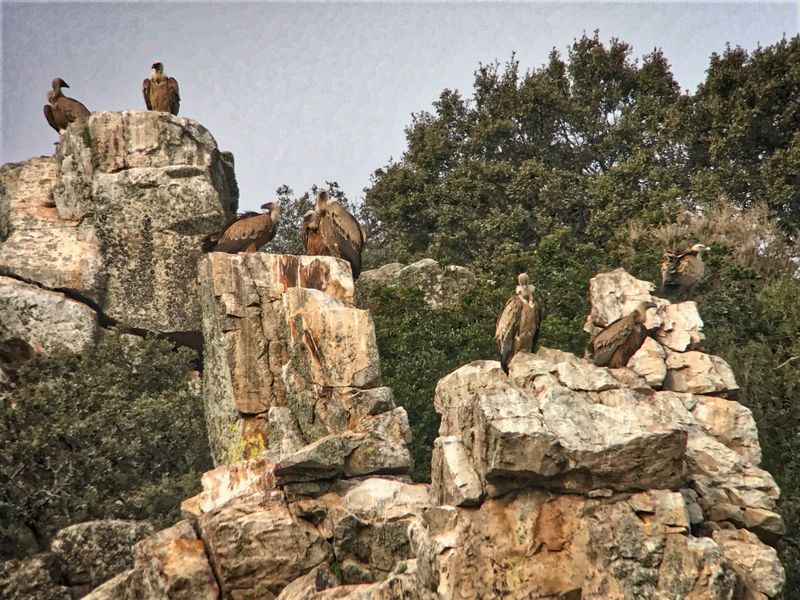 Monfragüe National Park