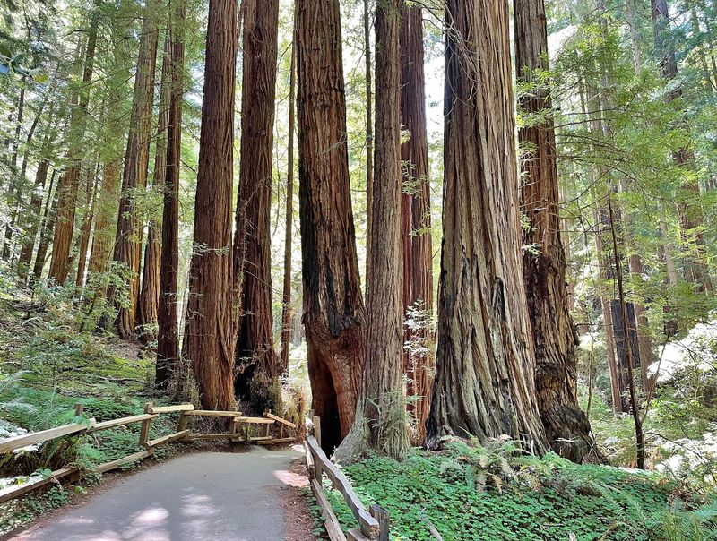 Visit: Muir Woods National Monument, California