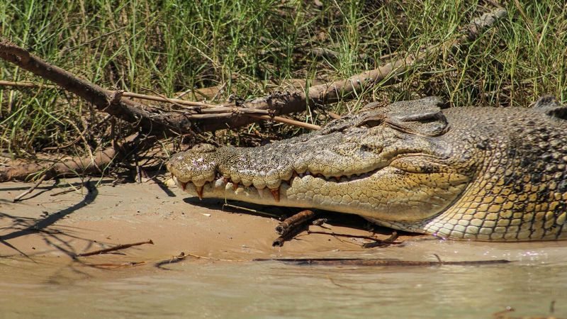 Underestimating Wildlife Risks