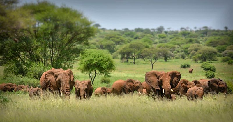 Safari in Serengeti