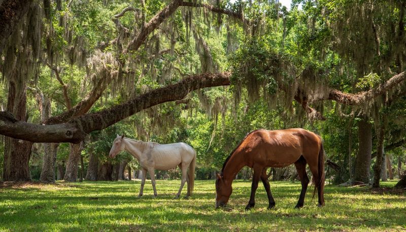 Cumberland Island, Georgia