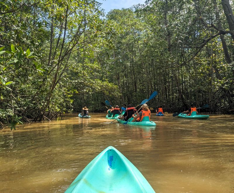 Participating in Eco-Tours