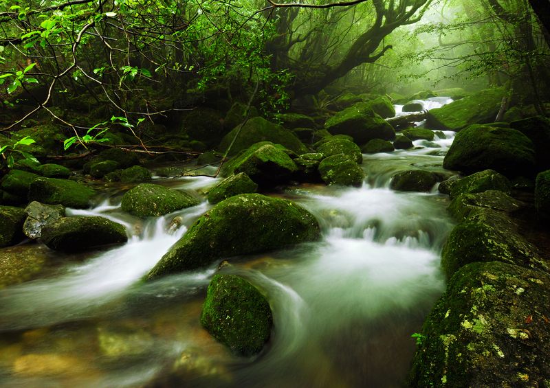 Yakushima, Japan