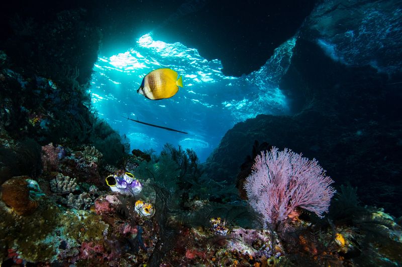 Whispering Reef