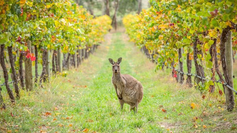 Barossa Valley, Australia