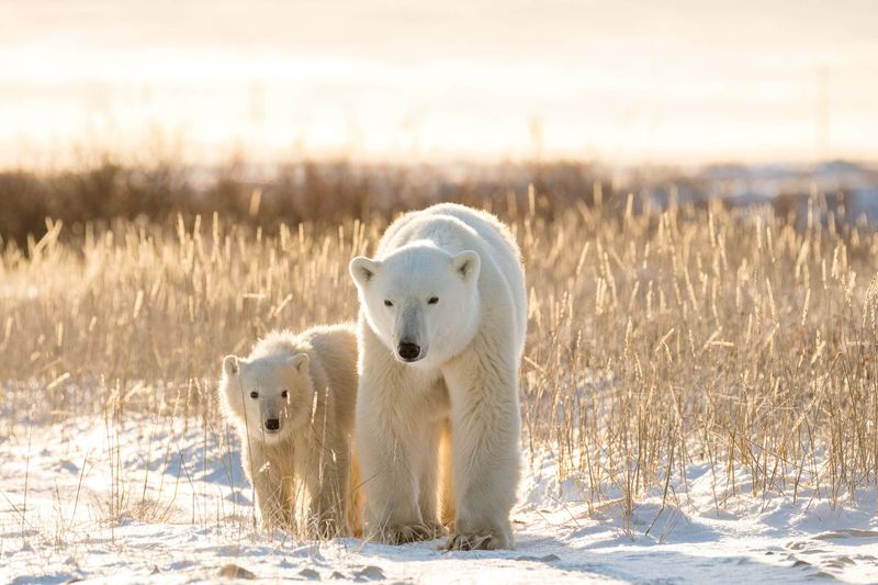 Canada's Polar Bear Migration