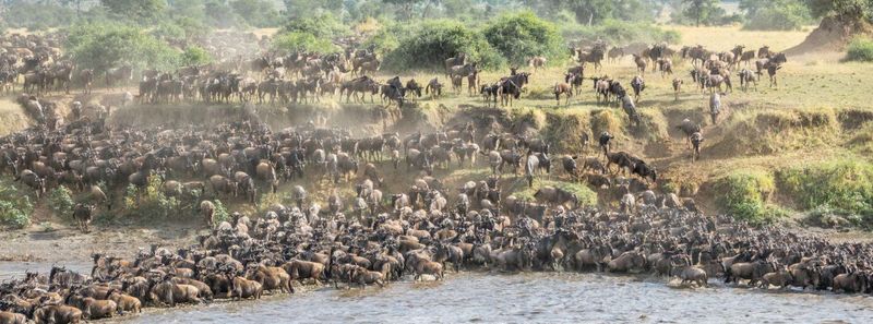 Tanzania: The Great Migration