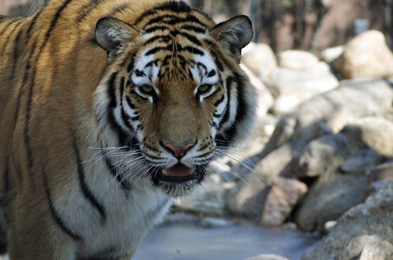 South Dakota - Great Plains Zoo