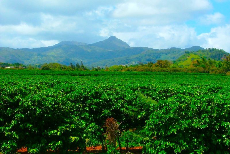 Kaua'i Coffee Company