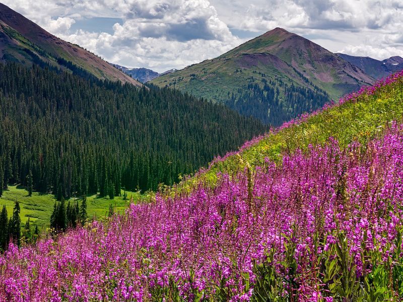 Alpine Wildflower Trail