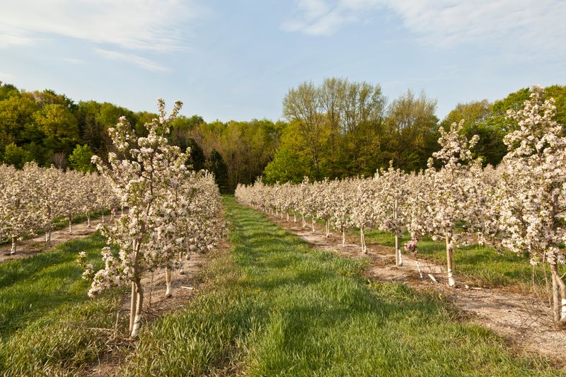 Enchanted Orchard