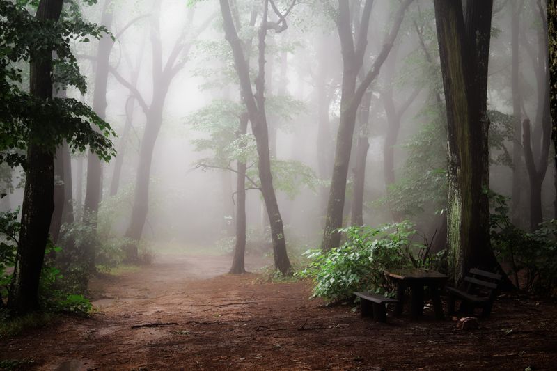 Mystic Woods