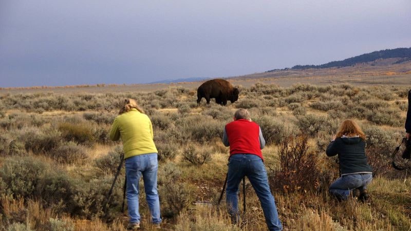 Watch for Wildlife