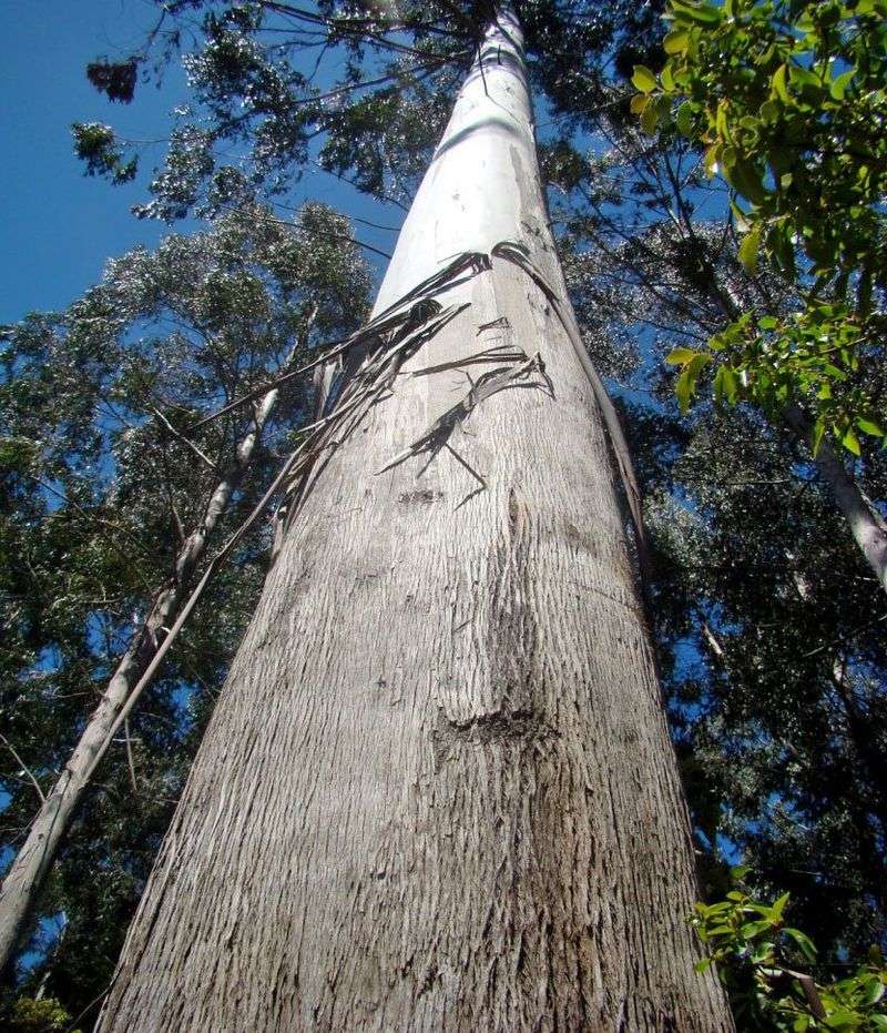 Arve Big Tree