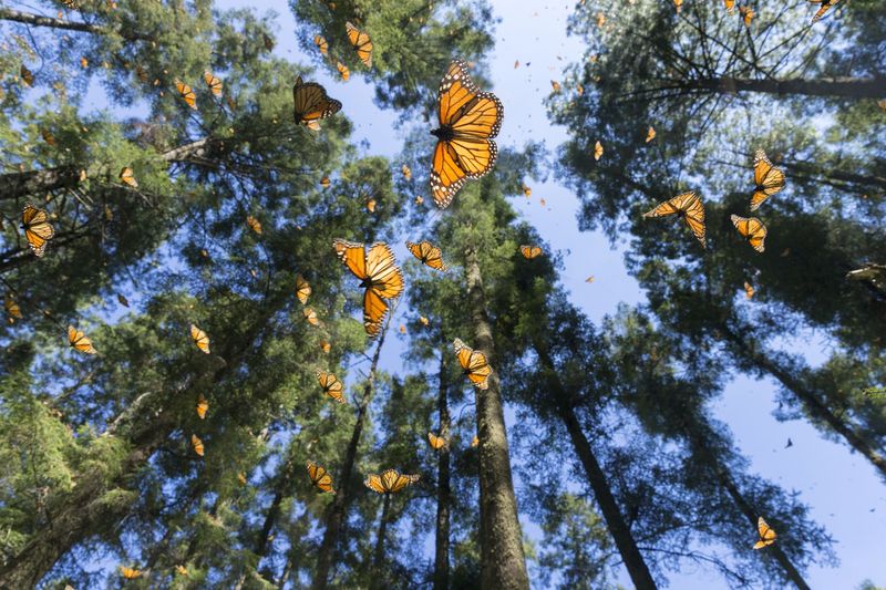 Witness the Monarch Butterfly Migration
