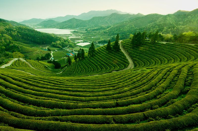 Bosung Green Tea Fields