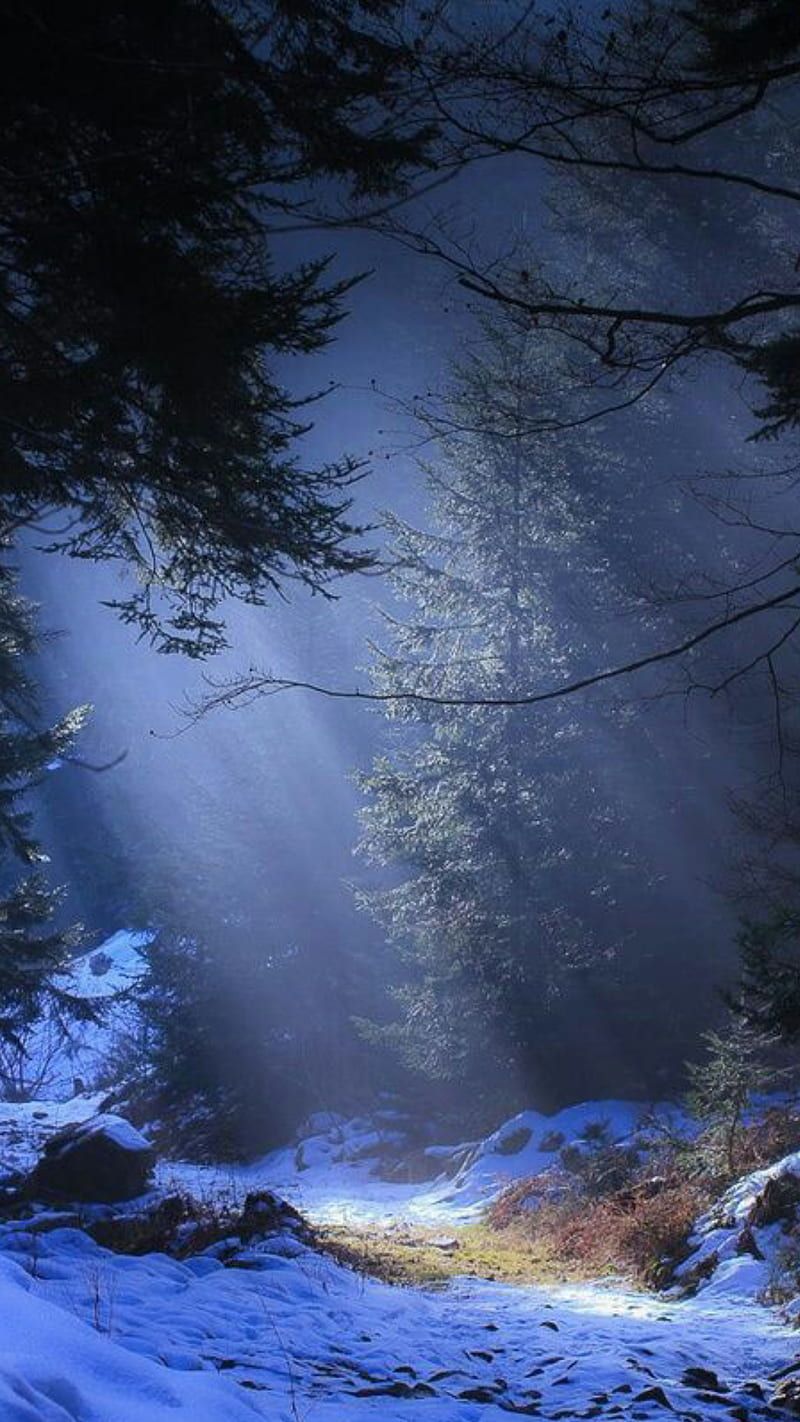 Moonlit Forest Trails, Canada