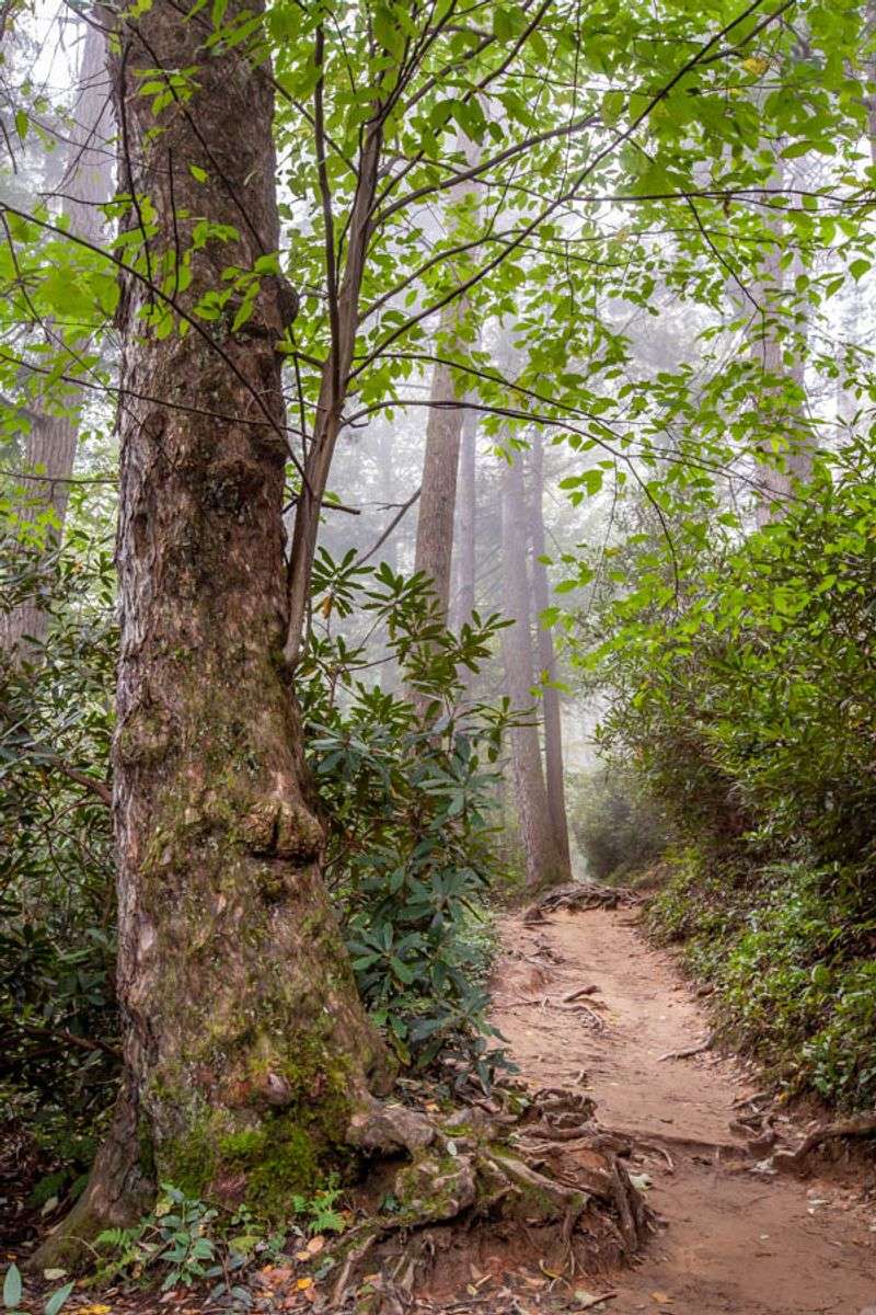 Mystical Forest of Elara