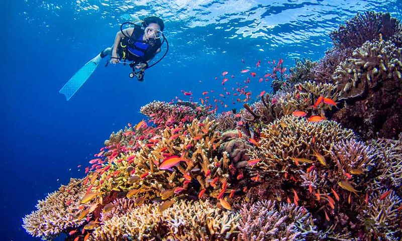 Coral Reef Point