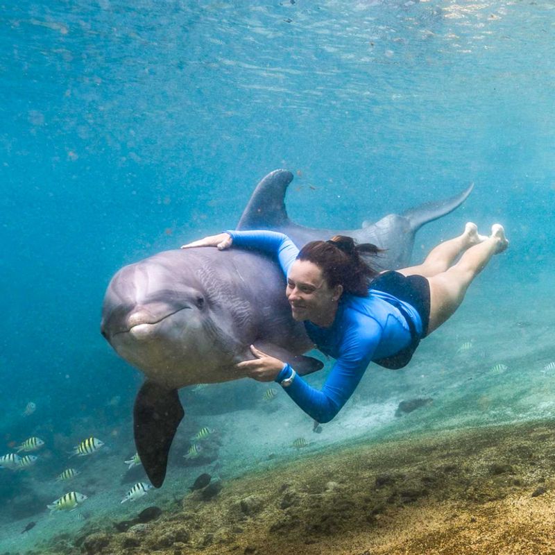 Dolphin Encounter in Hawaii