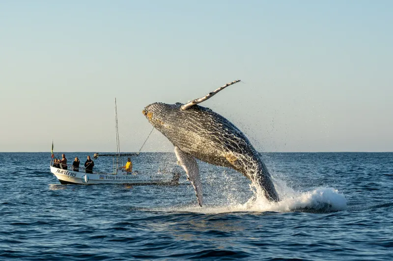Whale Watching Tour in Puerto Angel