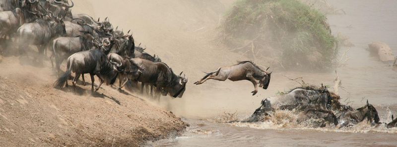 Kenya's Great Migration