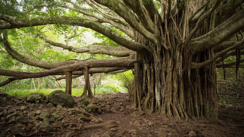 Big Banyan Tree
