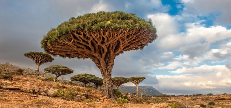 Socotra, Yemen