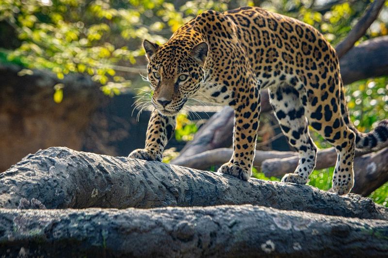 Texas - Houston Zoo