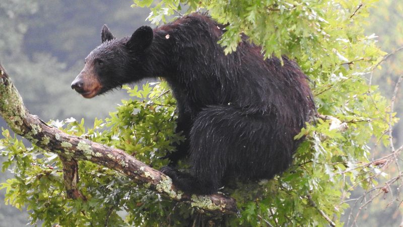 Mississippi's Bashful Black Bears