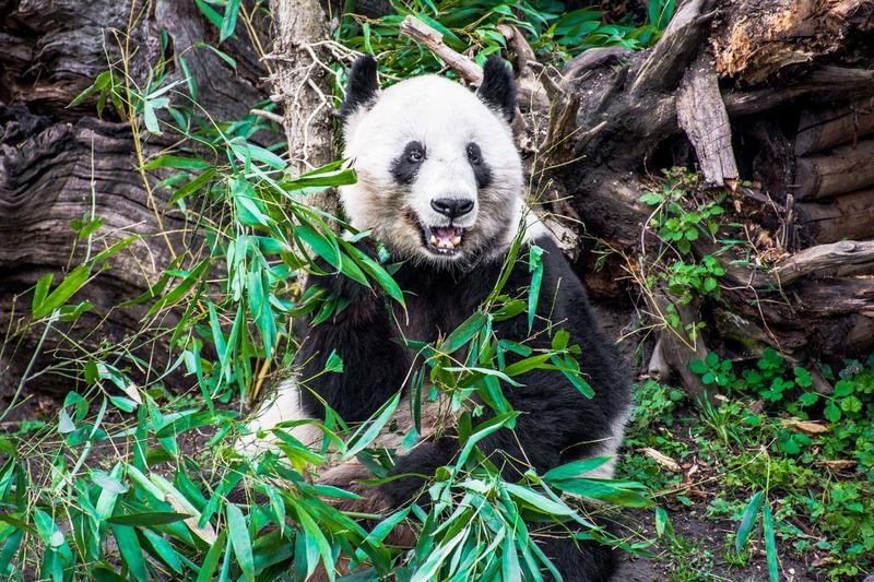 Vienna Zoo