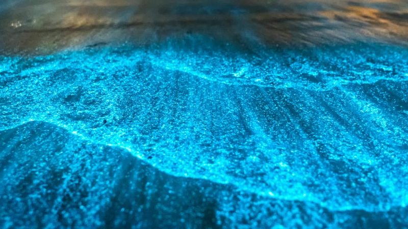 The Luminous Waters of Bioluminescent Bays