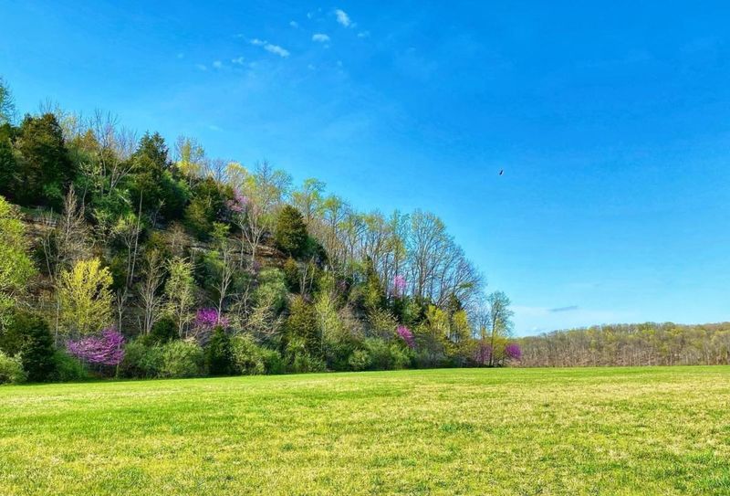 Sunny Meadow Picnic Spot