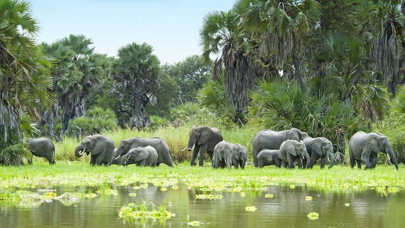The Untouched Wilderness of Selous Game Reserve, Tanzania