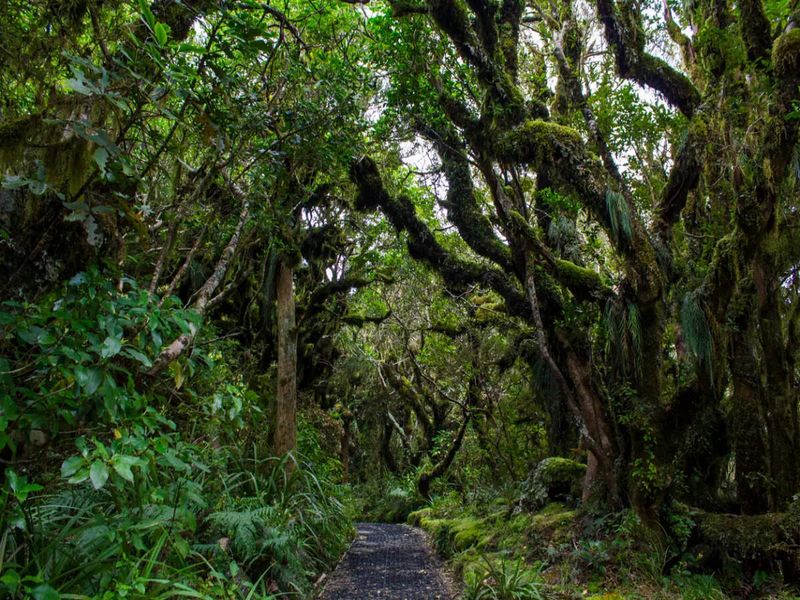 The Enchanted Forests of New Zealand