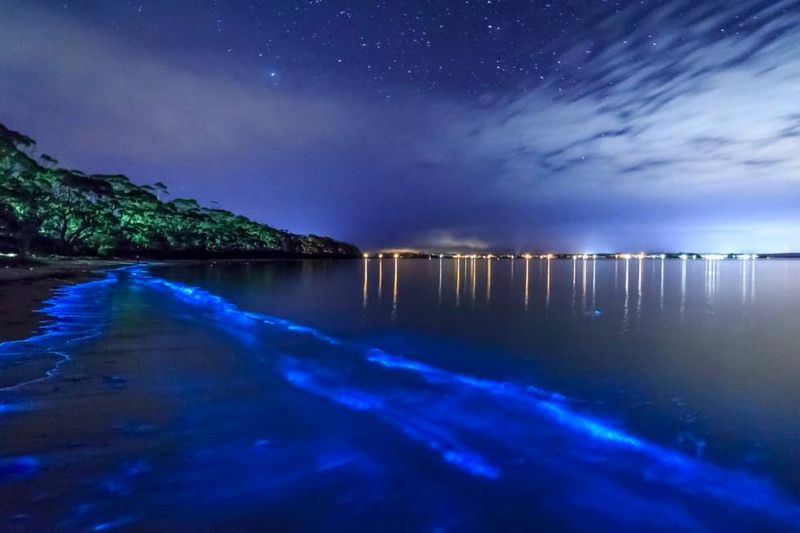 The Bewitching Bioluminescent Bay of Vieques