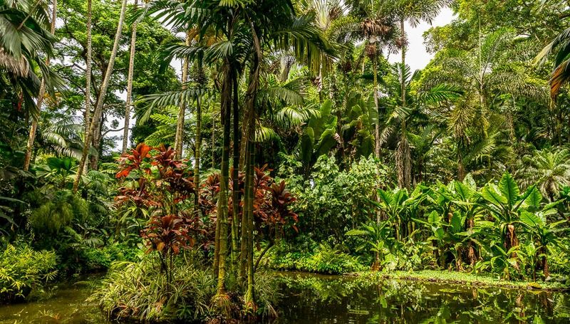 The Island Gardener