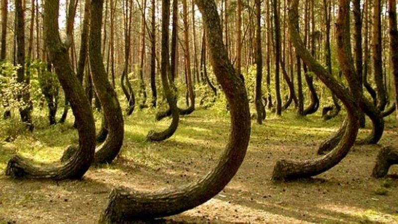 The Hoia Baciu Forest, Romania