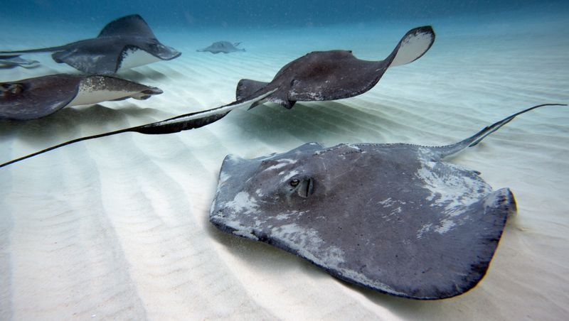 Encounter with the Stingray