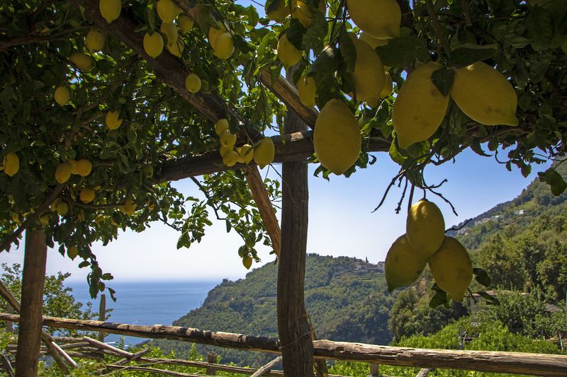 Minori's Lemon Groves