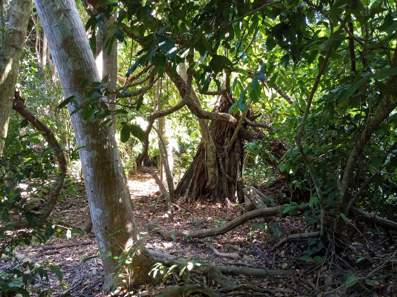 The Sacred Forest of Kaya Kinondo, Kenya