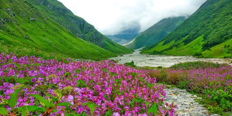 The Illusive Valley of Flowers