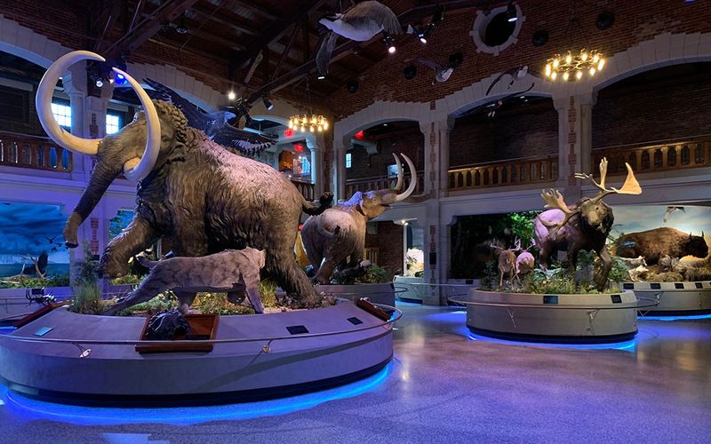 The Mechanical Zoo
