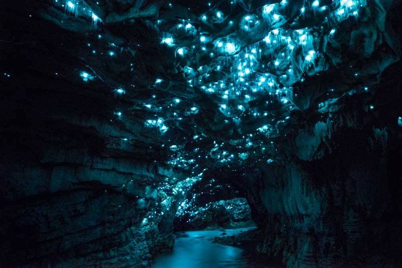 The Enchanting Glowworm Caves of Waitomo