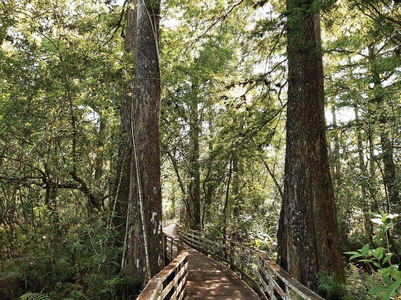 The Corkscrew Swamp Sanctuary