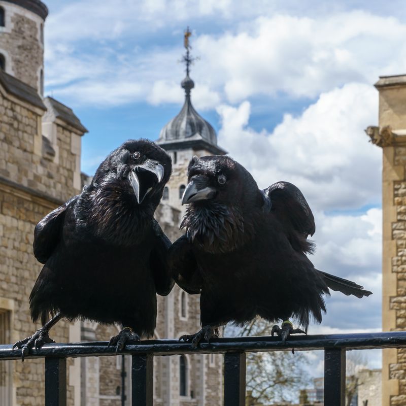 The Tower of London's Raven Guardians