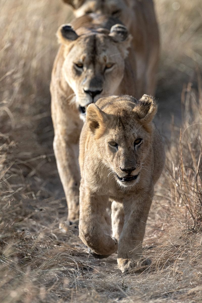 Lessons from Wildlife