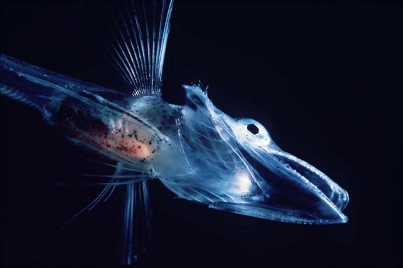 The Antarctic Icefish