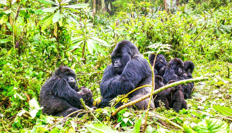 Gorilla Trekking in Rwanda